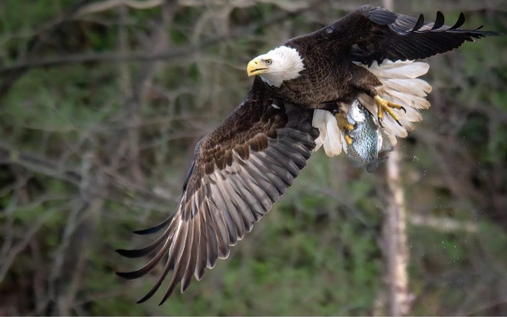 bald-eagle-west-point-lake-courtesy-of-brian-holmes-destination-troup