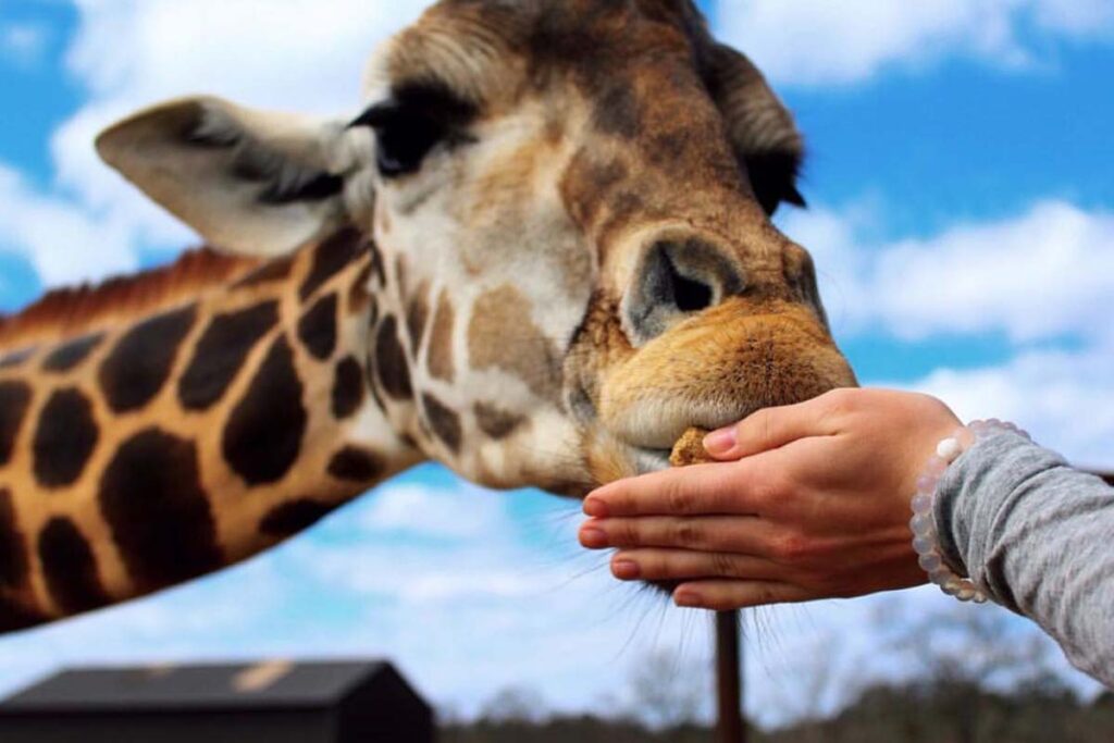 Wild Animal Safari - Destination Troup County Georgia