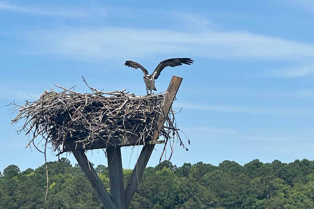 West Point Lake Osprey - Destination Troup County Georgia